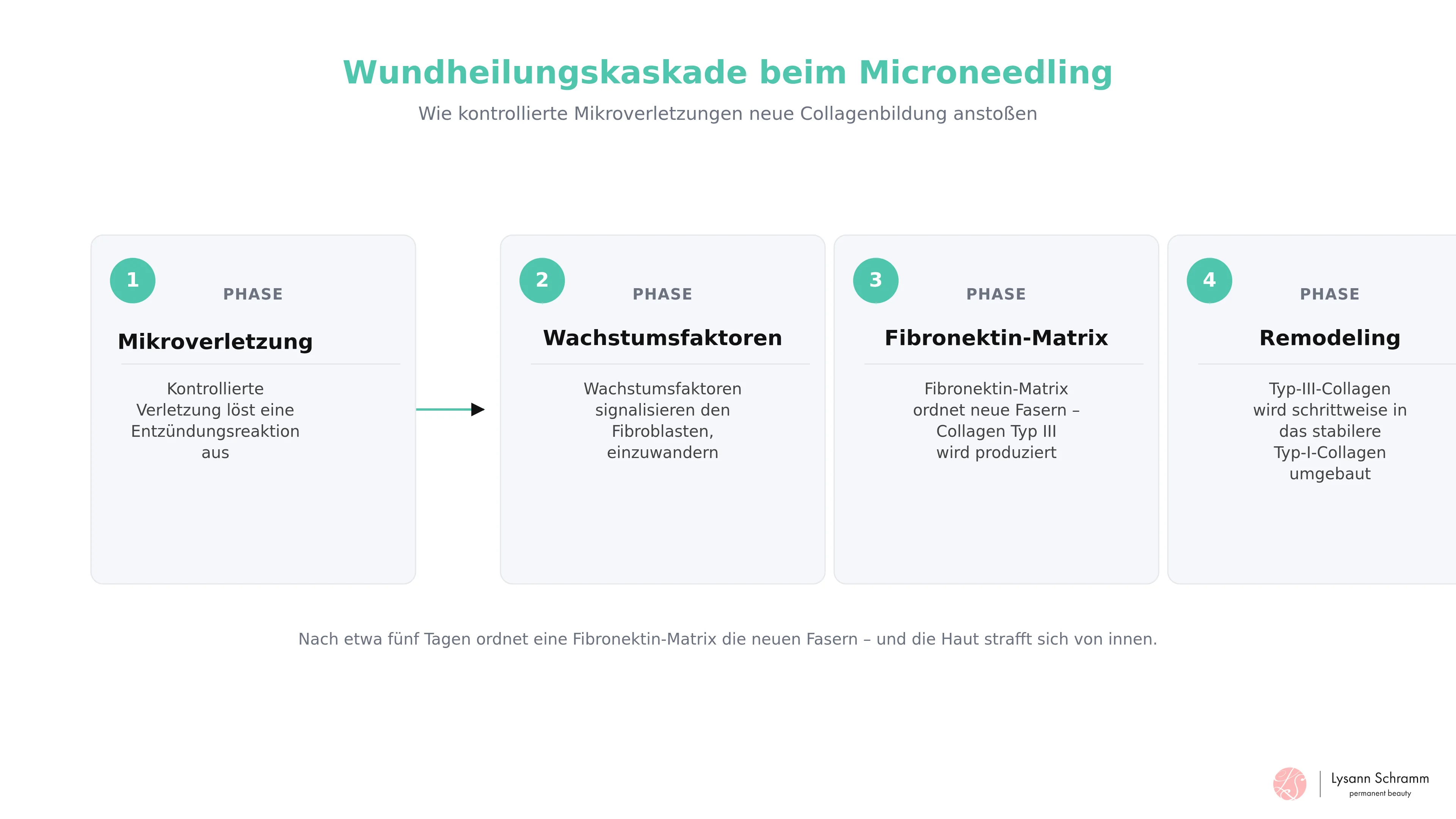 Ablaufdiagramm der Wundheilungskaskade beim Microneedling: von der Mikroverletzung über die Ausschüttung von Wachstumsfaktoren und die Fibroblasten-Einwanderung bis zum Umbau von Typ-III- zu Typ-I-Collagen.
